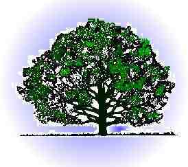 Oak Tree
